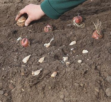 AUS DER KNOLLE KOMMT DAS TOLLE! AUS DER KNOLLE KOMMT DAS TOLLE!