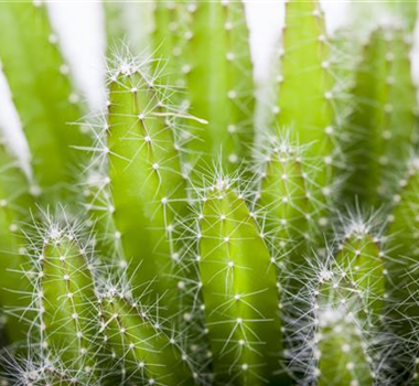 KAKTEEN & DER RICHTIGE STANDORT KAKTEEN & DER RICHTIGE STANDORT