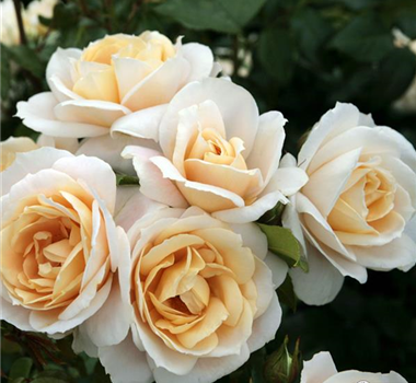 ROSEN FüR DEN KüBEL