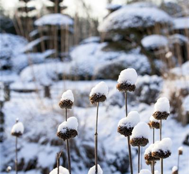 WEIHNACHTLICHE STIMMUNG IM GARTEN WEIHNACHTLICHE STIMMUNG IM GARTEN