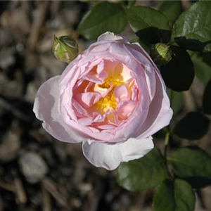 WIE GEHT... ROSEN üBERWINTERN?