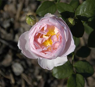 WIE GEHT... ROSEN üBERWINTERN?