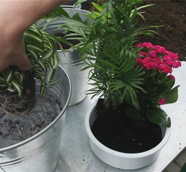 Schale - Einpflanzen von Zimmerpflanzen Schale - Einpflanzen von Zimmerpflanzen