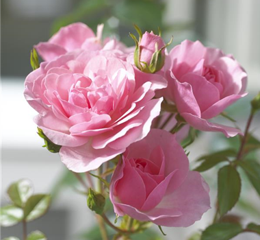 ROMANTIK PUR! ROMANTIK PUR!