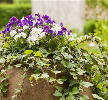 HARMONISCHE PAARUNGEN! HARMONISCHE PAARUNGEN!