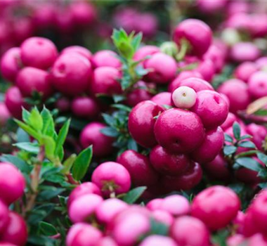 TON IN TON IN DEN HERBST TON IN TON IN DEN HERBST