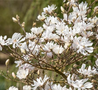 FRüHBLüHENDE GEHöLZE!