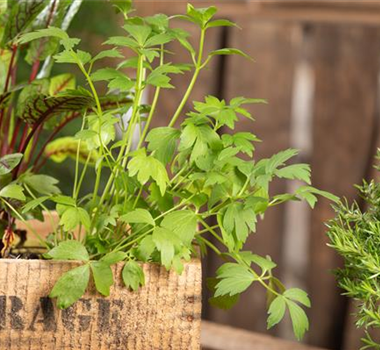 KRäUTER AUF DEM BALKON! KRäUTER AUF DEM BALKON!