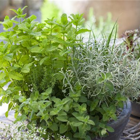 MIT FRISCHEN KRäUTERN IN DEN FRüHLING