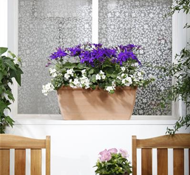 WINTERHARTE PFLANZEN FüR DEN BALKON WINTERHARTE PFLANZEN FüR DEN BALKON