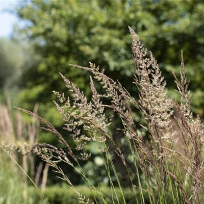 WIE GRäSER DEN GARTEN AUFWERTEN!