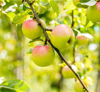 STREUOBSTWIESE - GESUNDHEIT ZUM SELBERPFLüCKEN STREUOBSTWIESE - GESUNDHEIT ZUM SELBERPFLüCKEN