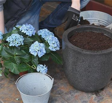 Hortensien - Einpflanzen in ein Gefäß Hortensien - Einpflanzen in ein Gefäß