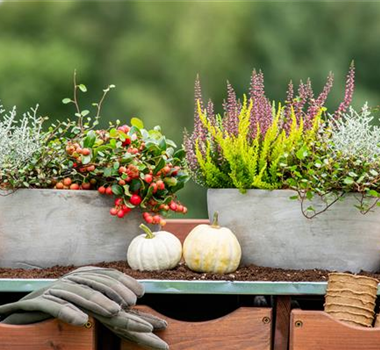 HERBSTLICHE PFLANZIDEEN HERBSTLICHE PFLANZIDEEN
