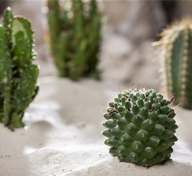 SOMMERURLAUB FüR ZIMMERPFLANZEN SOMMERURLAUB FüR ZIMMERPFLANZEN