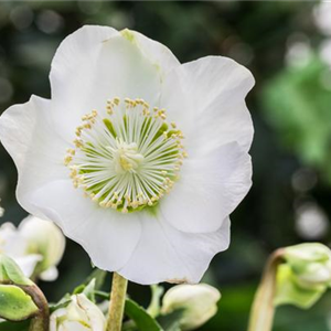 ZAUBERHAFTE CHRISTROSEN