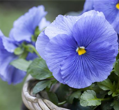 FRüHLING AUF DEM BALKON