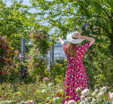 DER ROSENGARTEN - SCHLICHTE ELEGANZ UND TOLLE DüFTE