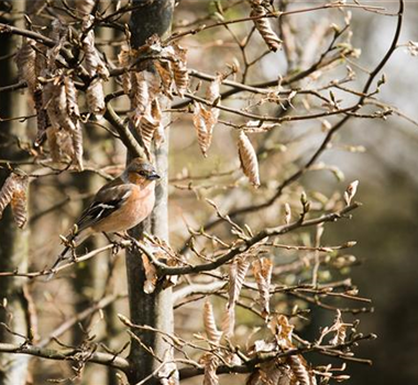 TIPPS ZUR WINTERVOGELFüTTERUNG! TIPPS ZUR WINTERVOGELFüTTERUNG!