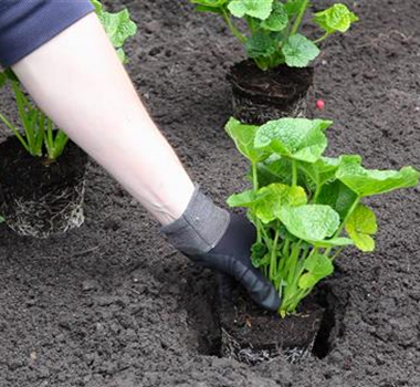 Stockrose - Einpflanzen im Garten
