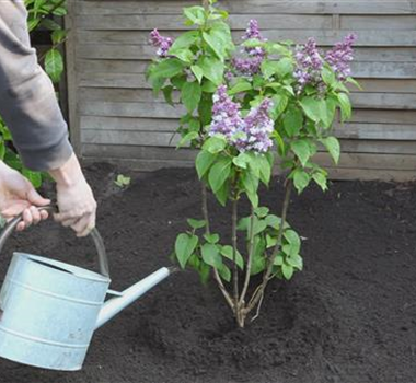 Flieder - Einpflanzen im Garten