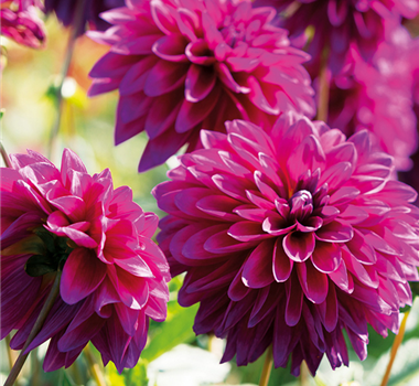 IM BAUERNGARTEN! IM BAUERNGARTEN!