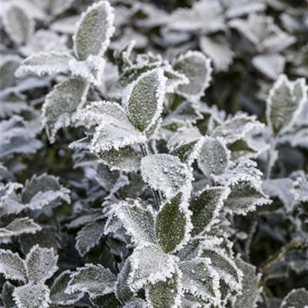 Pflanze des Monats Dezember: Stechpalme Pflanze des Monats Dezember: Stechpalme