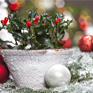 Pflanze des Monats Dezember: Stechpalme Pflanze des Monats Dezember: Stechpalme