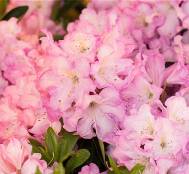 WUNDERBARER WELTDUFTTAG! WUNDERBARER WELTDUFTTAG!