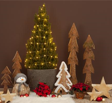 FICHTE ALS WEIHNACHTSBAUM FICHTE ALS WEIHNACHTSBAUM