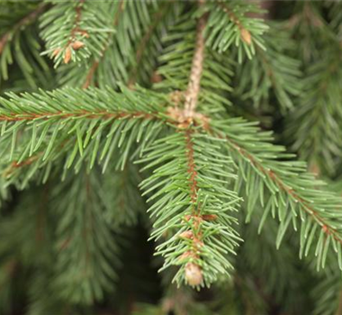 FICHTE ALS WEIHNACHTSBAUM