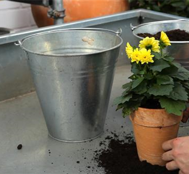 Dahlie - Einpflanzen in ein Gefäß Dahlie - Einpflanzen in ein Gefäß