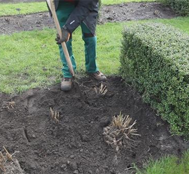 Dahlien - Einpflanzen im Garten Dahlien - Einpflanzen im Garten