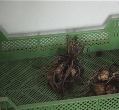 Dahlie - Überwintern Dahlie - Überwintern