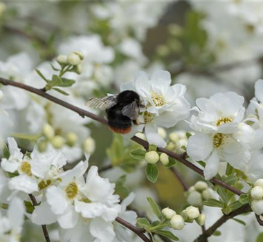 TOP 5 INSEKTENFREUNDLICHE PFLANZEN! TOP 5 INSEKTENFREUNDLICHE PFLANZEN!