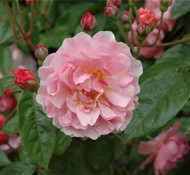 ROSEN FüR DIE RABATTE