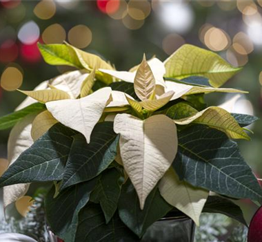 WIR KÖNNEN FESTLICH! WIR KÖNNEN FESTLICH!