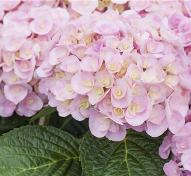 WIR KÖNNEN ROMANTIK! WIR KÖNNEN ROMANTIK!