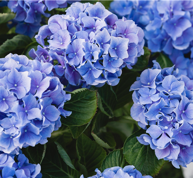 SOMMERZEIT IST HORTENSIENZEIT!