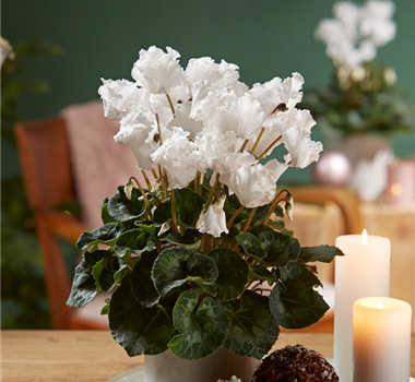 WIR KÖNNEN WEIHNACHTEN!