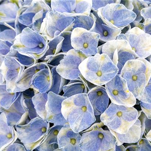 WIE GEHT... HORTENSIEN SCHNEIDEN?