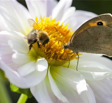 BIENEN UND SCHMETTERLINGE IM GARTEN!