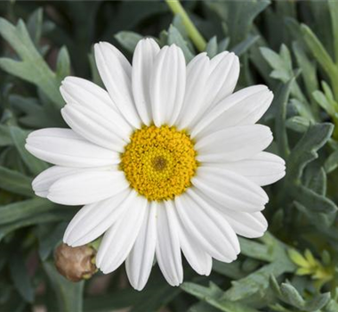 DIE GUTEN INS TÖPFCHEN! DIE GUTEN INS TÖPFCHEN!