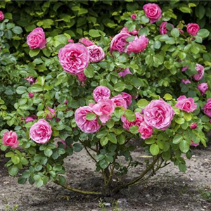 DIE RICHTIGE DÜNGUNG FÜR ROSEN IM WINTER