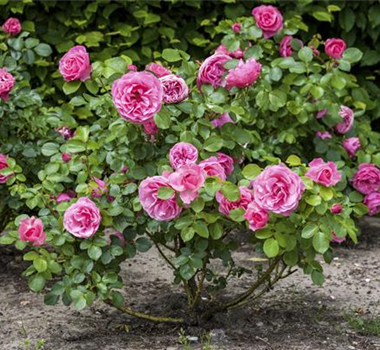 DER OKTOBER - PFLANZZEIT FÜR ROSEN DER OKTOBER - PFLANZZEIT FÜR ROSEN