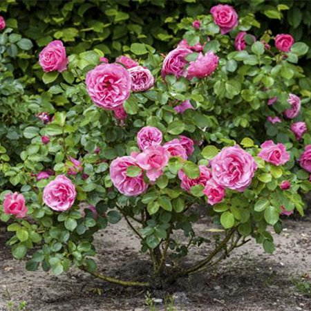 DER OKTOBER - PFLANZZEIT FÜR ROSEN DER OKTOBER - PFLANZZEIT FÜR ROSEN