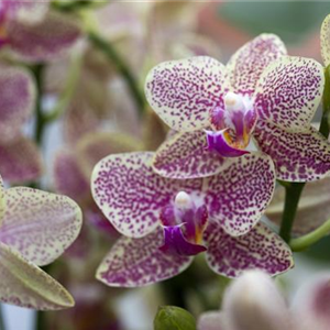 ORCHIDEEN GEGEN DEN WINTERBLUES!
