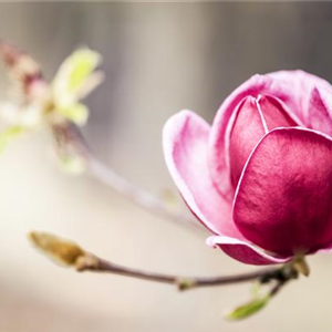 WIE GEHT... STRäUCHER PFLANZEN?