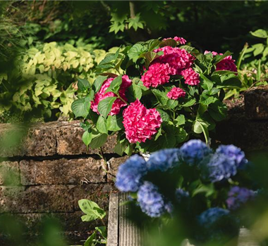 HORTENSIE! HORTENSIE!