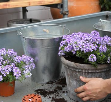 Eisenkraut - Einpflanzen in ein Gefäß Eisenkraut - Einpflanzen in ein Gefäß